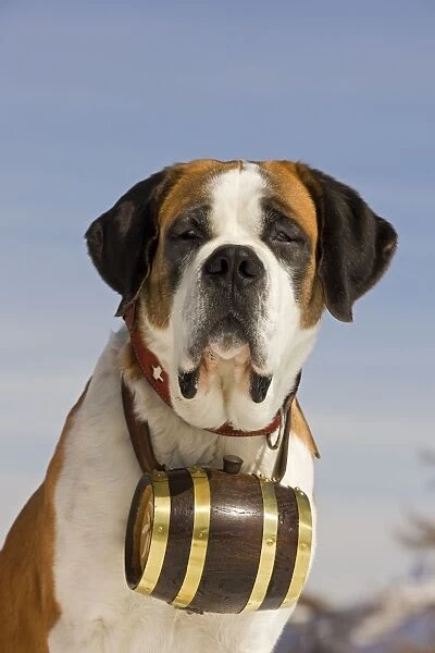 Dog - St Bernard - Mountain Resuce dog wearing barrel round neck