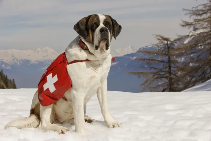Framed Print : Dog - St Bernard - Mountain Resuce dog wearing barrel round neck in snowy mountain setting Framed Print : Dog - St Bernard - Mountain Resuce dog wearing barrel round neck in snowy mountain setting