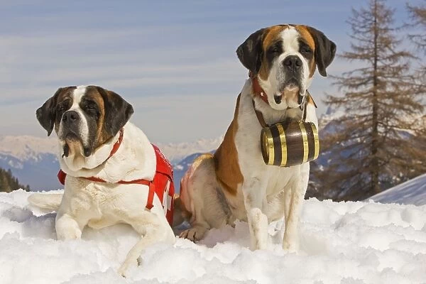 Dog - St Bernard - two Mountain Resuce dogs wearing barrel round neck and first aid kit in snowy mountain setting