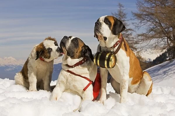 Dog - St Bernard - two Mountain Resuce dogs wearing barrel round neck and first aid kit in snowy mountain setting with puppy