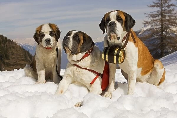 Dog - St Bernard - two Mountain Resuce dogs wearing barrel round neck and first aid kit in snowy mountain setting with puppy