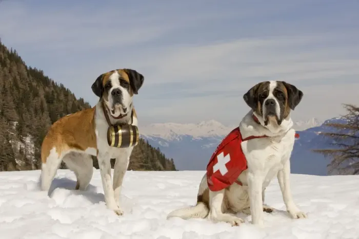Framed Print : Dog - St Bernard - two Mountain Resuce dogs wearing barrel round neck and first aid kit in snowy mountain setting Framed Print : Dog - St Bernard - two Mountain Resuce dogs wearing barrel round neck and first aid kit in snowy mountain setting