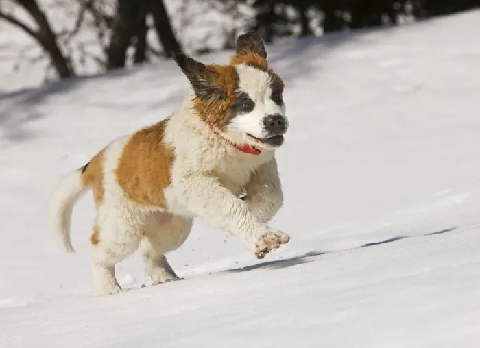 Framed Print : Dog - St Bernard - puppy running in snow Framed Print : Dog - St Bernard - puppy running in snow