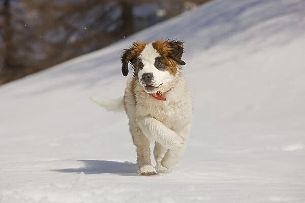 Dog - St Bernard - puppy running in snow