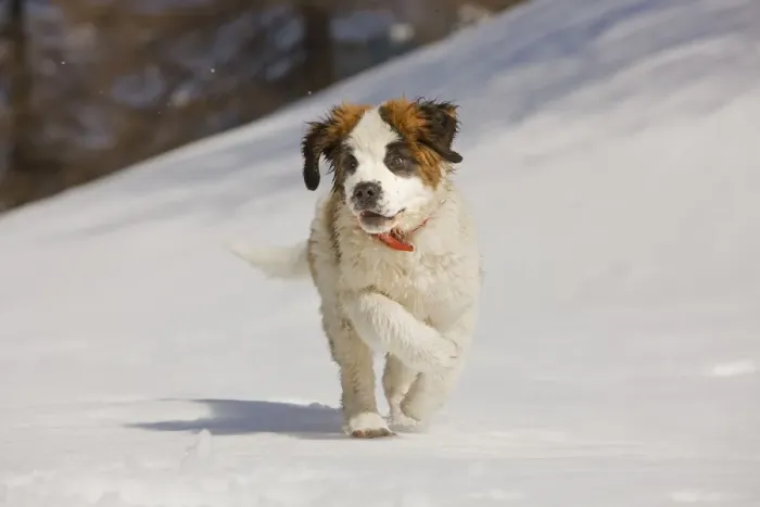 Framed Print : Dog - St Bernard - puppy running in snow Framed Print : Dog - St Bernard - puppy running in snow