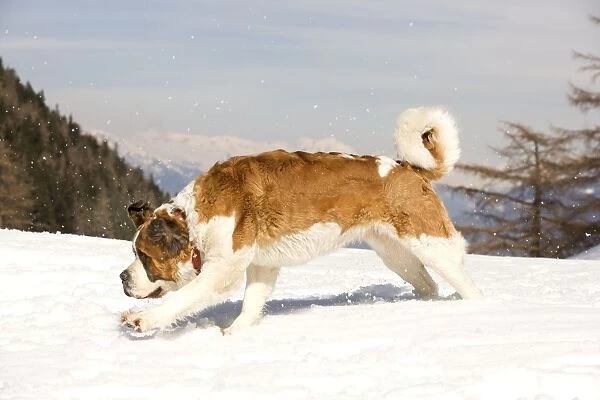 Dog - St Bernard running in snow