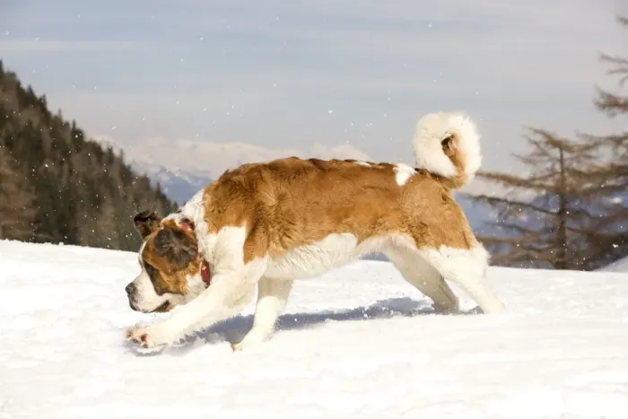 Framed Print : Dog - St Bernard running in snow Framed Print : Dog - St Bernard running in snow