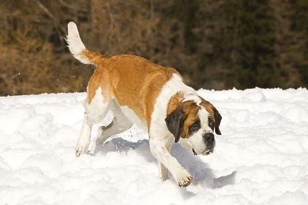 Dog - St Bernard - running in snow