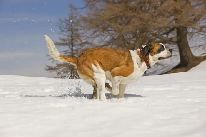 Framed Print : Dog - St Bernard - running in snow Framed Print : Dog - St Bernard - running in snow