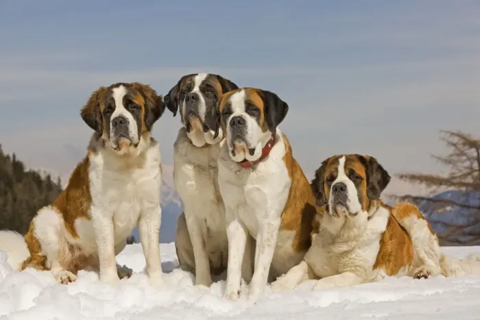 Framed Print : Dog - St Bernard - four sitting in line in snow Framed Print : Dog - St Bernard - four sitting in line in snow