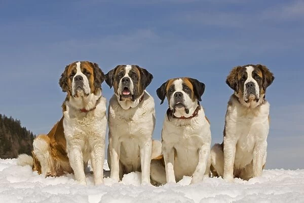 Dog - St Bernard - four sitting in line in snow
