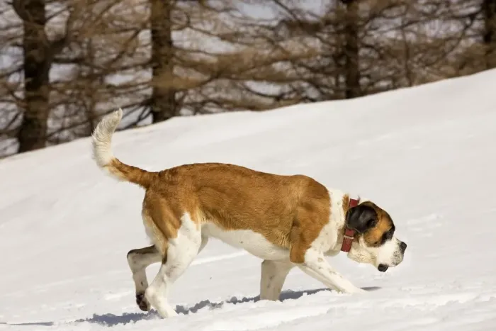 Framed Print : Dog - St Bernard in snow Framed Print : Dog - St Bernard in snow