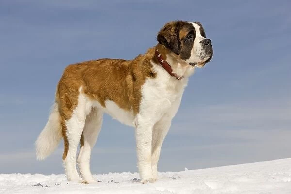 Dog - St Bernard - in snow