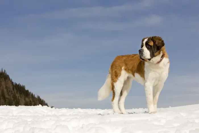 Framed Print : Dog - St Bernard - in snow Framed Print : Dog - St Bernard - in snow