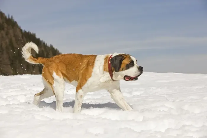 Framed Print : Dog - St Bernard - in snow Framed Print : Dog - St Bernard - in snow