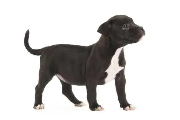 Framed Print : Dog - Staffordshire Bull Terrier - puppy Framed Print : Dog - Staffordshire Bull Terrier - puppy