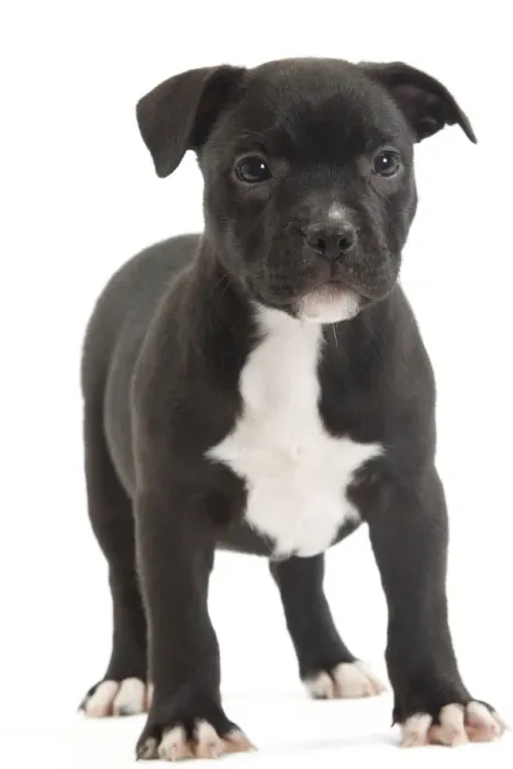 Framed Print : Dog - Staffordshire Bull Terrier - puppy Framed Print : Dog - Staffordshire Bull Terrier - puppy