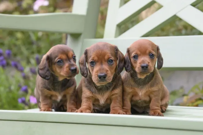 Framed Print : DOG. Standard Dachshund puppies, 6 weeks old, X3 sitting together on a bench in a garden Framed Print : DOG. Standard Dachshund puppies, 6 weeks old, X3 sitting together on a bench in a garden