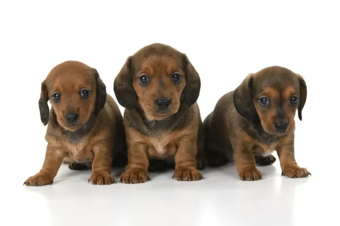 Framed Print : DOG. Standard Dachshund puppies, 6 weeks old, X2 sitting together, studio Framed Print : DOG. Standard Dachshund puppies, 6 weeks old, X2 sitting together, studio