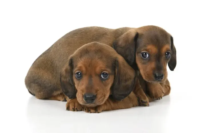 Framed Print : DOG. Standard Dachshund puppies, 6 weeks old, X2 laying together, studio Framed Print : DOG. Standard Dachshund puppies, 6 weeks old, X2 laying together, studio