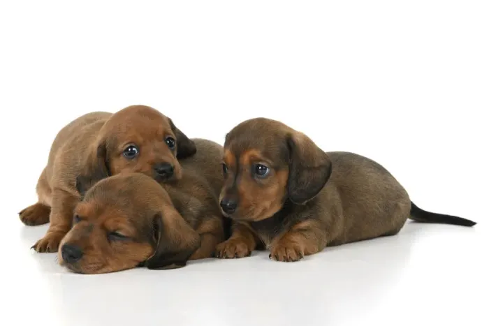 Framed Print : DOG. Standard Dachshund puppies, 6 weeks old, X3 laying together, studio Framed Print : DOG. Standard Dachshund puppies, 6 weeks old, X3 laying together, studio