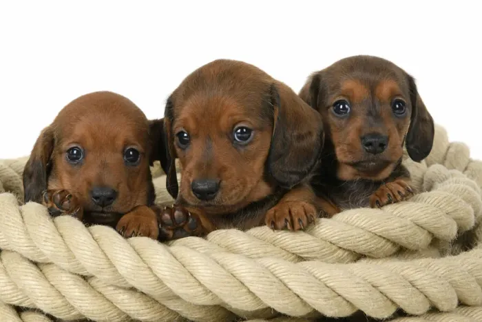 Framed Print : DOG. Standard Dachshund puppies, 6 weeks old, X3 sitting in a roll of rope, , studio Framed Print : DOG. Standard Dachshund puppies, 6 weeks old, X3 sitting in a roll of rope, , studio