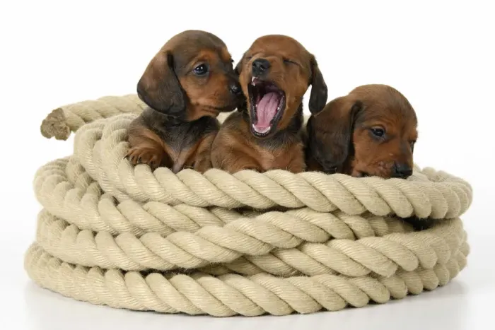 Framed Print : DOG. Standard Dachshund puppies, 6 weeks old, X3 sitting in a roll of rope, , studio Framed Print : DOG. Standard Dachshund puppies, 6 weeks old, X3 sitting in a roll of rope, , studio