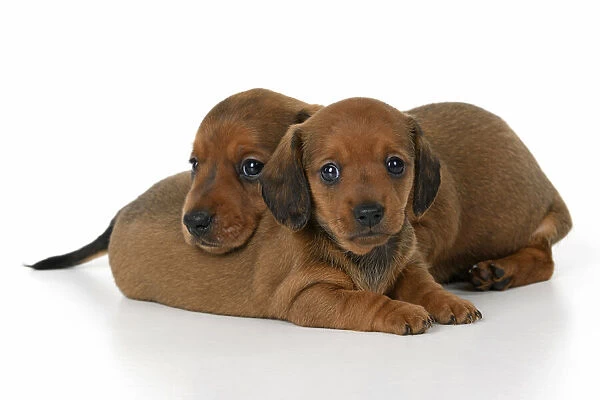 DOG. Standard Dachshund puppies, 6 weeks old, X2 laying together, studio