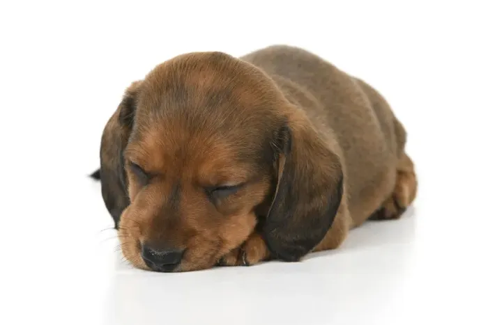 Framed Print : DOG. Standard Dachshund puppy, 6 weeks old, laying, sleeping, studio Framed Print : DOG. Standard Dachshund puppy, 6 weeks old, laying, sleeping, studio