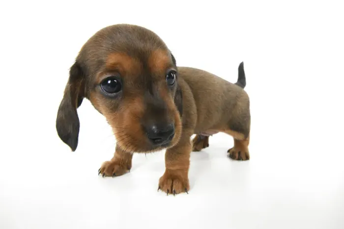 Framed Print : DOG. Standard Dachshund puppy, 6 weeks old, wide angle, studio Framed Print : DOG. Standard Dachshund puppy, 6 weeks old, wide angle, studio