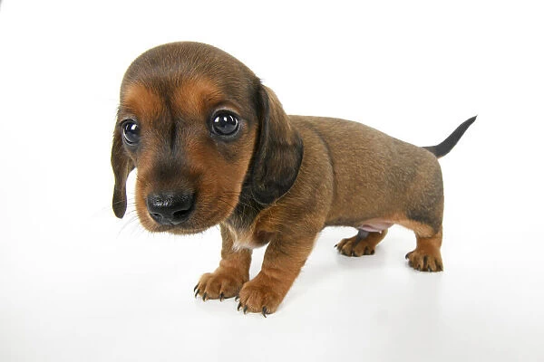DOG. Standard Dachshund puppy, 6 weeks old, wide angle, studio