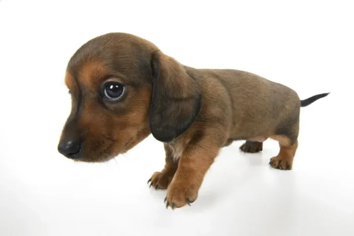 Framed Print : DOG. Standard Dachshund puppy, 6 weeks old, wide angle, studio Framed Print : DOG. Standard Dachshund puppy, 6 weeks old, wide angle, studio