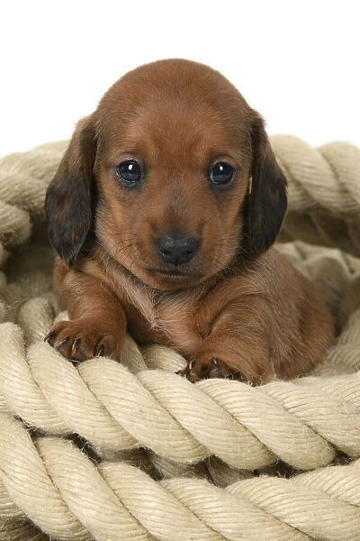 DOG. Standard Dachshund puppy, 6 weeks old, sitting in a roll of rope, , studio