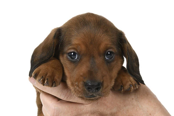 DOG. Standard Dachshund puppy, 6 weeks old, held in hands, studio
