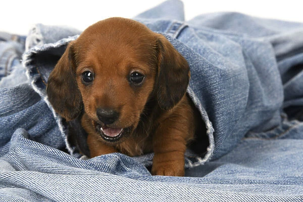 DOG. Standard Dachshund puppy, 6 weeks old, sleepy, laying on its back in denim jeans, studio