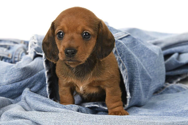 DOG. Standard Dachshund puppy, 6 weeks old, sleepy, in denim jeans, studio
