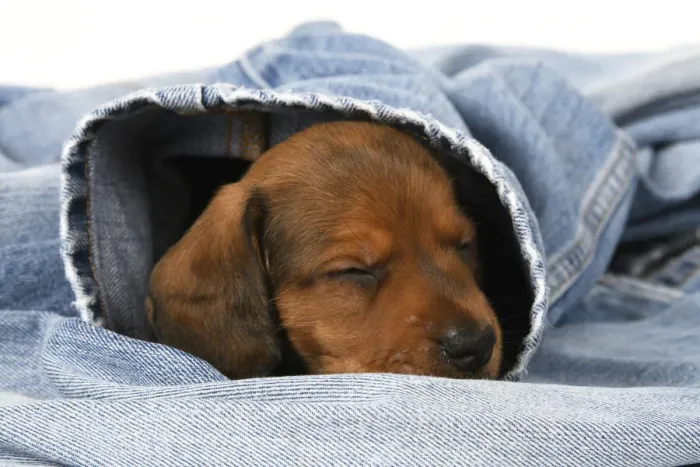 Framed Print : DOG. Standard Dachshund puppy, 6 weeks old, sleepy, in denim jeans, studio Framed Print : DOG. Standard Dachshund puppy, 6 weeks old, sleepy, in denim jeans, studio