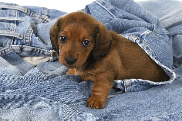 DOG. Standard Dachshund puppy, 6 weeks old, in denim jeans, studio