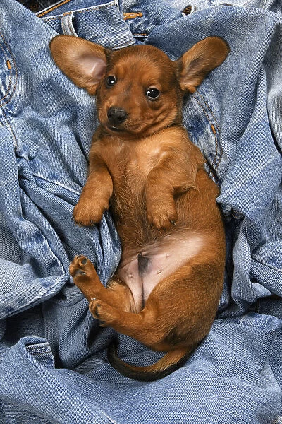 DOG. Standard Dachshund puppy, 6 weeks old, sleepy, laying on its back in denim jeans, studio