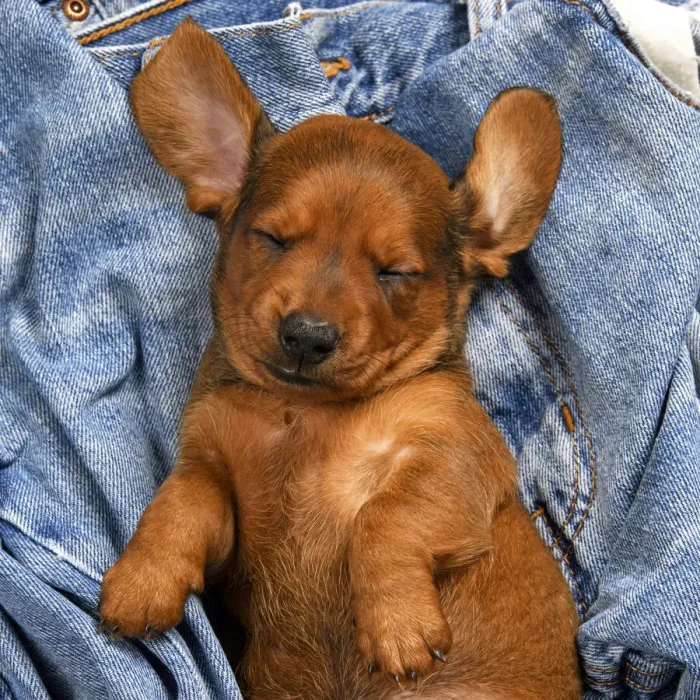 Framed Print : DOG. Standard Dachshund puppy, 6 weeks old, sleepy, laying on its back in denim jeans, studio Framed Print : DOG. Standard Dachshund puppy, 6 weeks old, sleepy, laying on its back in denim jeans, studio