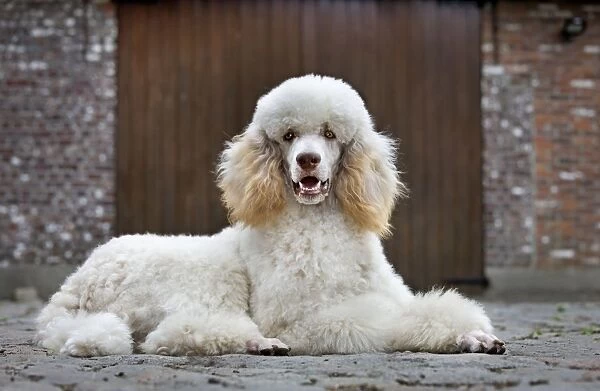 Dog - Standard Poodle