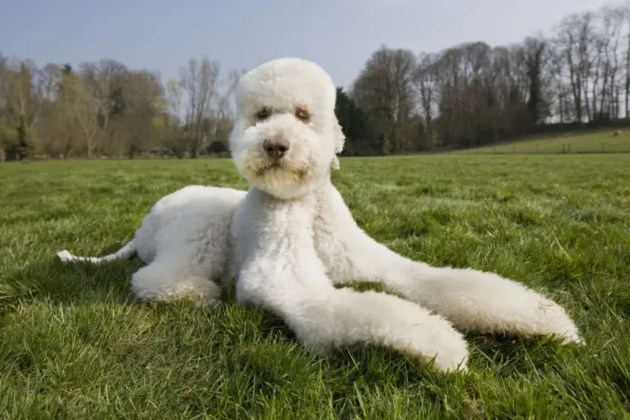 Framed Print : Dog - Standard Poodle lying down Framed Print : Dog - Standard Poodle lying down