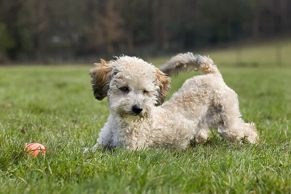 Dog - Standard Poodle puppy playing in garden