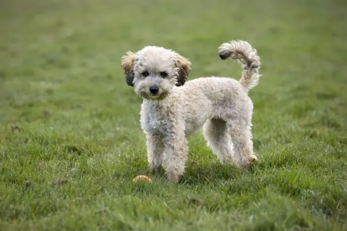Framed Print : Dog - Standard Poodle puppy playing in garden Framed Print : Dog - Standard Poodle puppy playing in garden