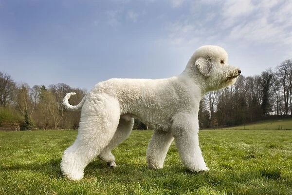 Dog - Standard Poodle standing up