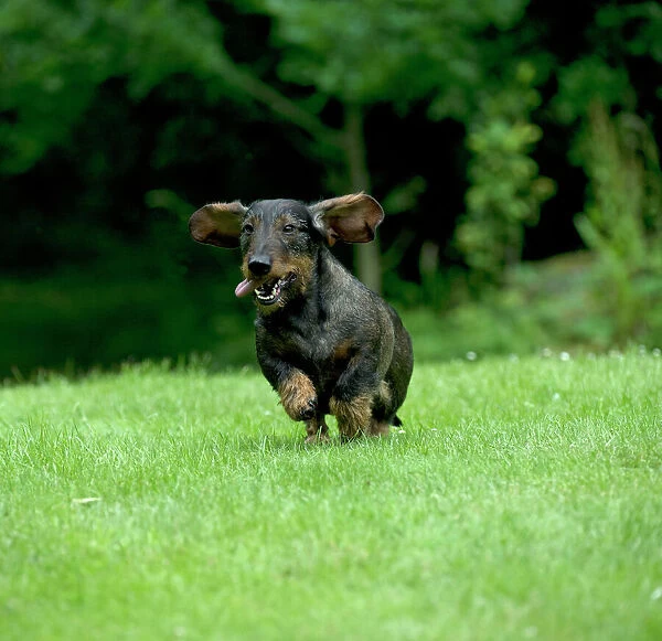 DOG - Standard wire haired dachshund - running through garden
