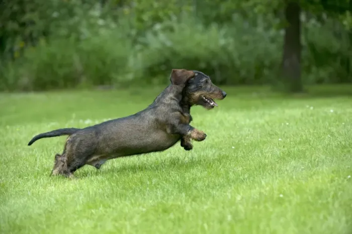 Framed Print : DOG - Standard wire haired dachshund - running through garden Framed Print : DOG - Standard wire haired dachshund - running through garden