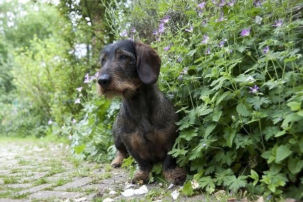 DOG - Standard wire haired dachshund - sitting in flowerbed