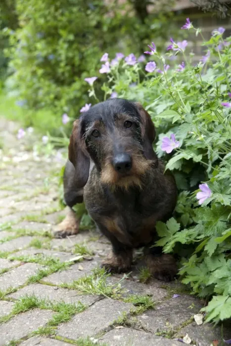 Framed Print : DOG - Standard wire haired dachshund - sitting in flowerbed Framed Print : DOG - Standard wire haired dachshund - sitting in flowerbed