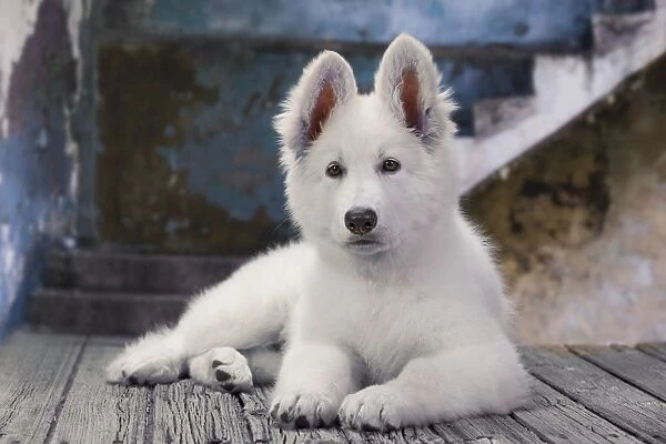 Dog - Swiss White Shepherd Dog